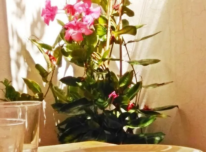 Casa Dos Angeles Chayofa